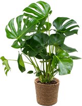 Bloomique - Monstera Deliciosa - Gatenplant - Kamerplanten - Luchtzuiverend - Gemakkelijk in onderhoud - 70-80 cm Hoog - In Zeegras Mand 21 cm