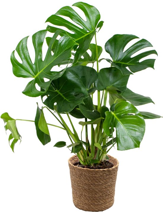 Bloomique - Monstera Deliciosa - In Zeegras Mand 21 cm