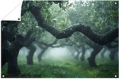 Mystieke appelboomgaard in mist - Natuur buitenposter - Poster van buiten boom - Realistische kunst - Tuin posters - Tuindecoratie - tuinposter 90x60 cm