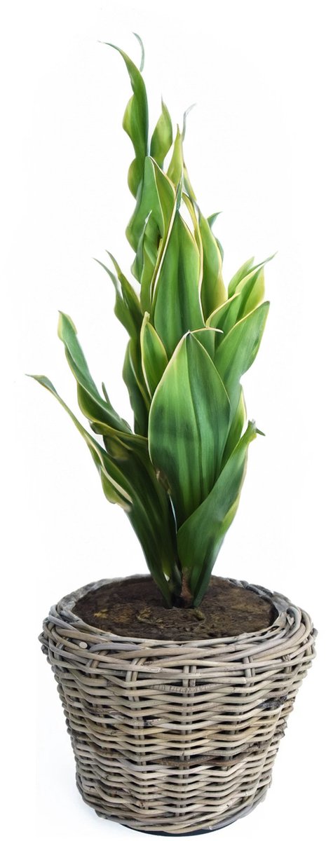 Van der Leeden Planten/bloemen mand - rotan - gevlochten riet - D27 x H20 cm - drypot - plantenpot - plantenmand - nestbaar