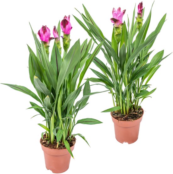 Bloomique Siamese Tulp - Curcuma Siam - Bloeiende kamerplant met bloemen