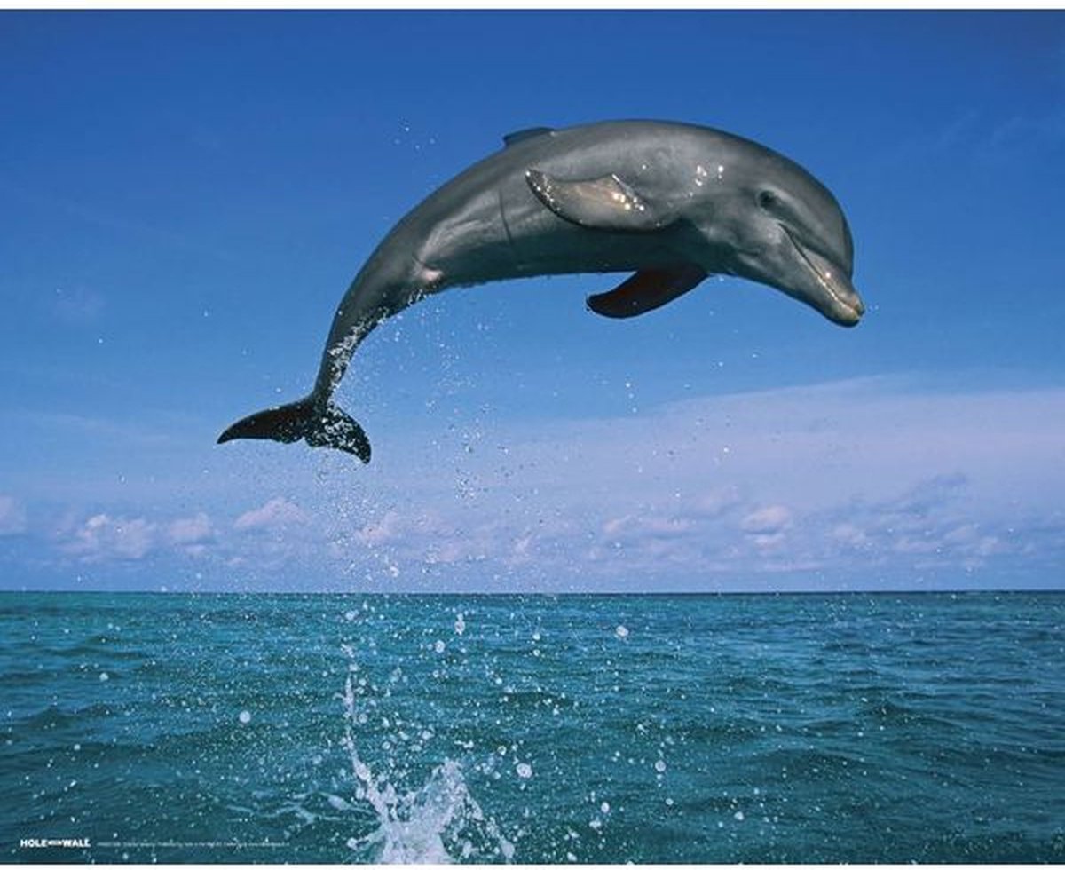 Hole in The Wall - Dolphin Leaping - Poster - Muurdecoratie - 61x91.5