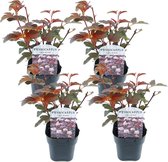 Plant in a Box - Physocarpus 'Lady in Red' - Set van 4 - Zomergroen bloemcentrum - struik - pot 17cm - Hoogte 30-40cm