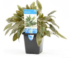 Moerings Cryptocoryne Mix in 5 cm pot