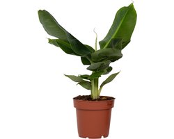 Plant in a Box - Bananenplant - Musa 'Oriental Dwarf' - Hoogte 25-40cm - Pot 12cm - Kamerplant - Groen