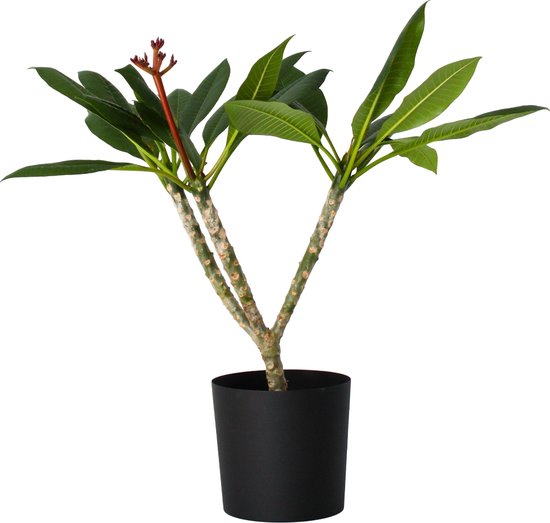 Plant in a Box - Plumeria Frangipani Hawaii - Wit - Plante d'intérieur tropicale - Fleurs fortement parfumées - Pot 17cm - Hauteur 55-70cm