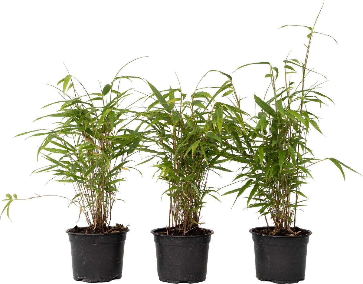 Plant in a Box - Fargesia Grex - Set van 6 blauwe bamboe - Winterharde niet-invasieve bamboe - Pot 13cm - Hoogte 30-40cm