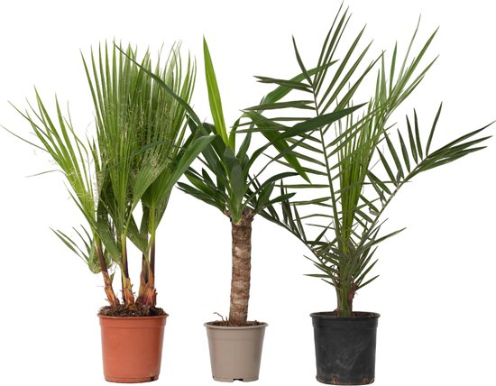 Plant In A Box - Washingtonia Robusta Palmier Mexicain - Pot 21cm Hauteur 70-90cm - Plante Jardin Intérieur Extérieur