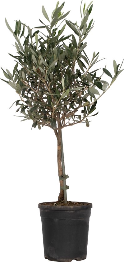 8 diervriendelijke niet giftige kamerplanten 14 Olijfboom op stam - Olea Europaea - Hoogte 50-60 cm