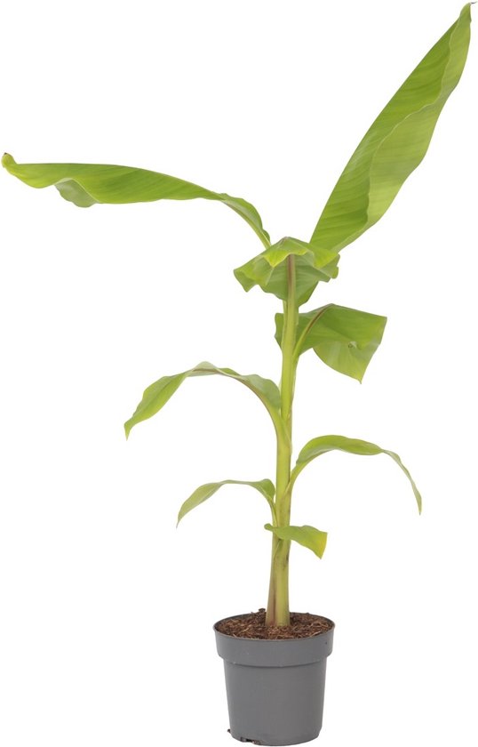 Plant in a Box - Musa Basjoo - Winterharde bananenplanten - Tuinbanaan - Pot 21cm - Hoogte 55-70cm