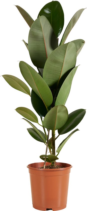 Bloomique - Ficus Elastica Robusta - Rubberboom - Rubberplant - Kamerplanten - Luchtzuiverend - Zeer Gemakkelijk te Verzorgen - Hoogte 80-100 cm - Pot 21 cm