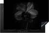 Zwart, Orchidee