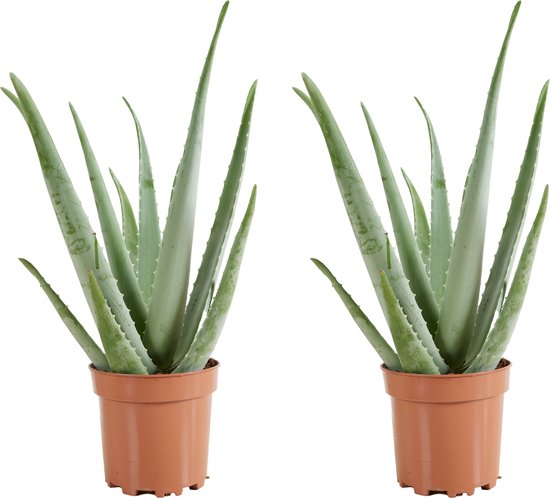 Bloomique - Set van 2 - Aloe Vera Plant - Kamerplanten - Vetplanten - Succulenten - Zeer Gemakkelijk in onderhoud - Hoogte 50-60 cm - Pot 17 cm