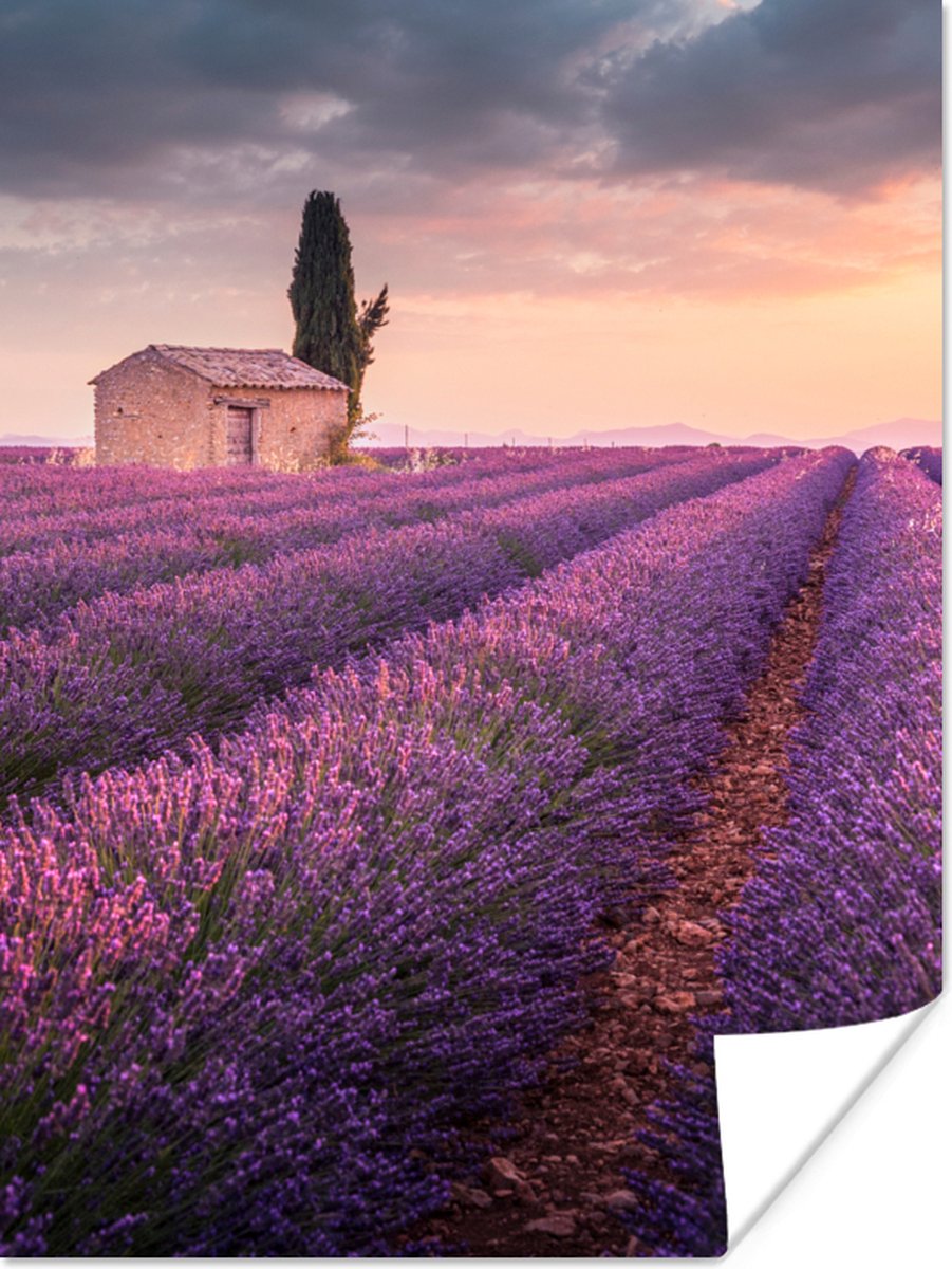 Poster Lavendel - Bloemen - Paars - Veld - 60x80 cm