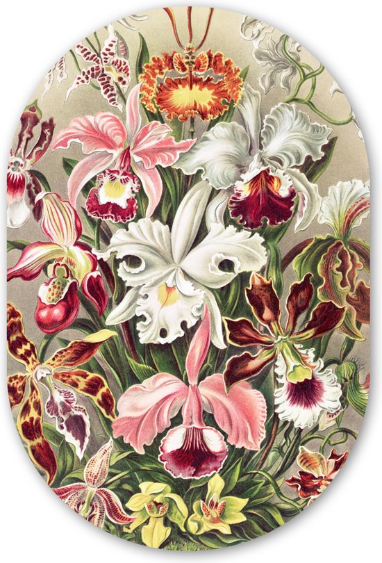 Muurovaal - Kunststof Wanddecoratie - Ovalen Schilderij - Bloemen - Ernst Haeckel - Vintage - Orchidee - 40x60 cm - Ovale spiegel vorm op kunststof