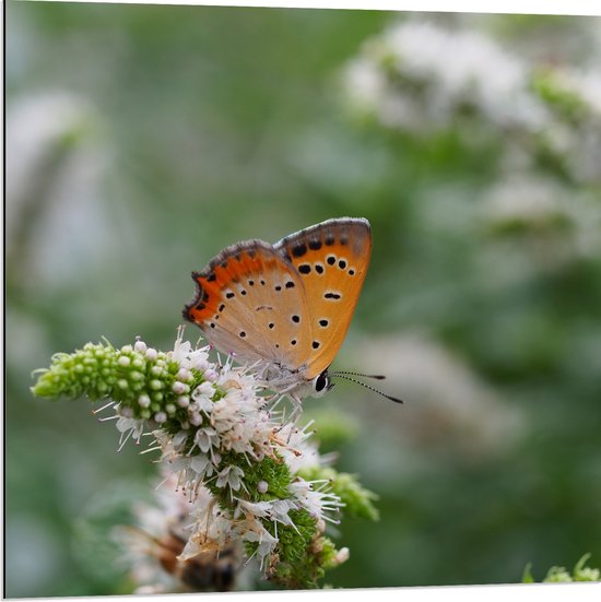 WallClassics - Dibond - Oranje Vlinder op Witte Bloem - 80x80 cm Foto op Aluminium (Met Ophangsysteem)