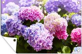 Tuinposters buiten Bloemen - Hortensia - Roze - Bladeren - Zon - 90x60 cm - Tuindoek - Buitenposter