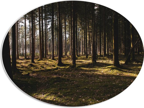 WallClassics - PVC Schuimplaat Ovaal - Bomen met Mos in het Bos - 68x51 cm Foto op Ovaal  (Met Ophangsysteem)