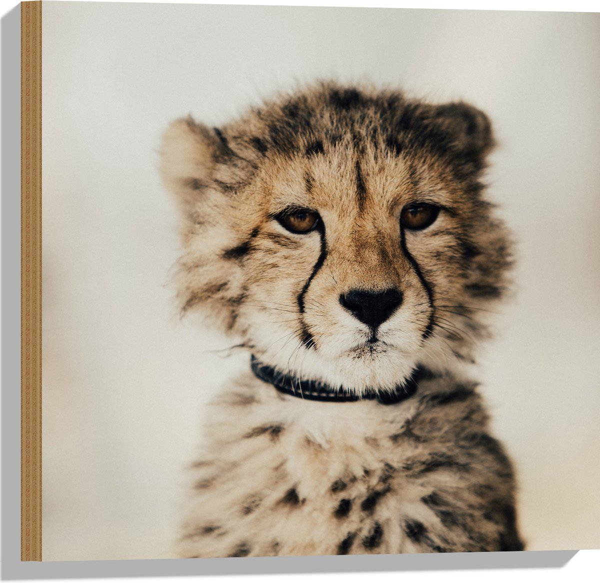 Hout - Baby Jacht Luipaard - 50x50 cm - 12 mm dik - Foto op Hout (Met Ophangsysteem)
