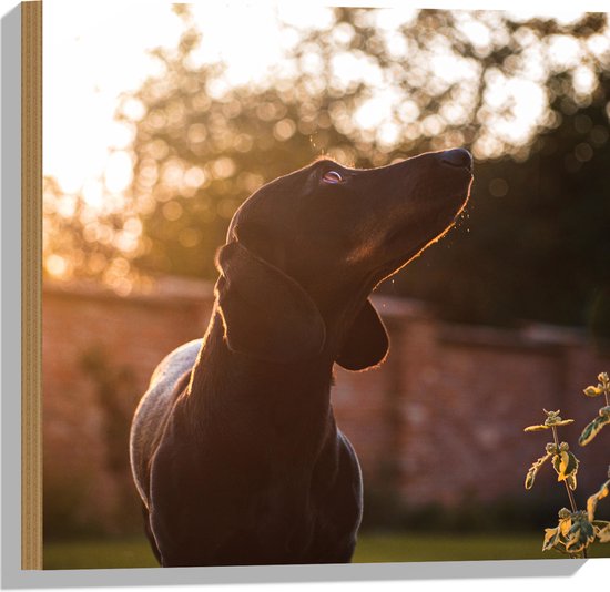 WallClassics - Hout - Artistieke Zwarte Hond - 50x50 cm - 12 mm dik - Foto op Hout (Met Ophangsysteem)