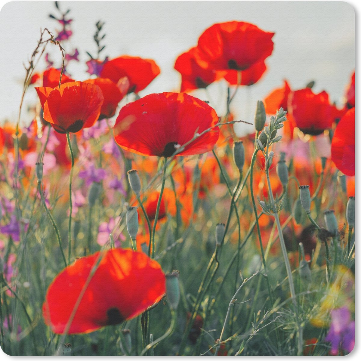 Muismat 20x20 cm - Mousepad Klaproos - Bloemen - Rood - Paars - Weide - Muismatten