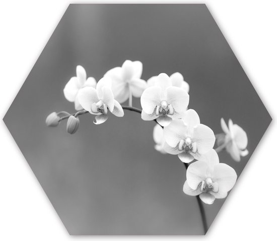 Hexagon wanddecoratie - Kunststof Wanddecoratie - Hexagon Schilderij - Orchidee - Bloemen - Plant - Wit - Paars - 37x32 cm