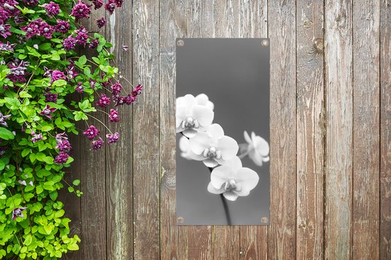Poster de jardin Orchidée - Fleurs - Plante - Wit - Violet - 30x60 cm - Toile jardin - Poster extérieur