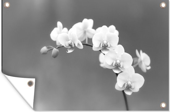 Décoration de jardin Orchidée - Fleurs - Plante - Wit - Violet - 60x40 cm - Poster jardin - Toile jardin - Poster extérieur