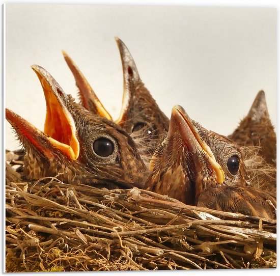 WallClassics - PVC Schuimplaat - Baby Vogeltjes in een Nest - 50x50 cm Foto op PVC Schuimplaat (Met Ophangsysteem)