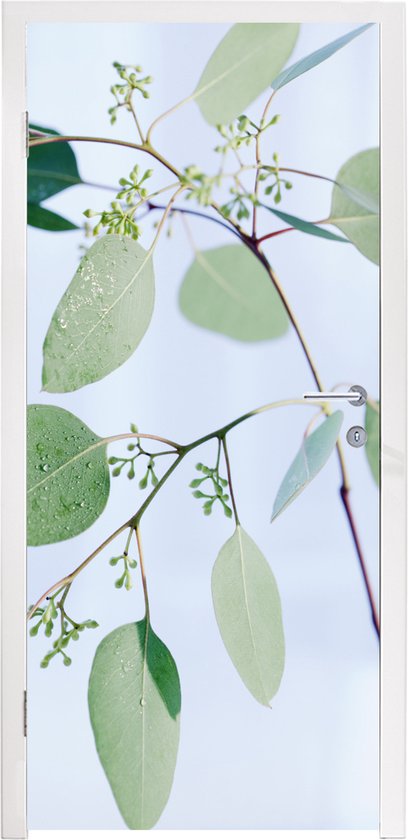 Deursticker Eucalyptustakken met bladeren – 80×205 cm – Deurposter