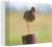 Redshank debout sur une jambe Toile 80x60 cm - Tirage photo sur toile (Décoration murale salon / chambre)