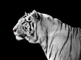Fotobehangkoning - Behang - Vliesbehang - Fotobehang - Witte tijger - 200 x 154 cm