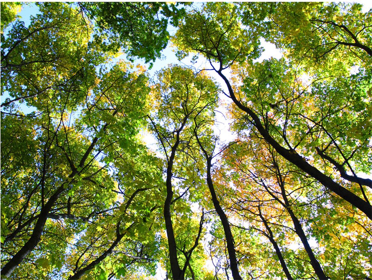 Fotobehang - Looking up at the trees.