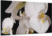 Peinture sur verre d'orchidée | Blanc, noir, jaune | 120x70cm 1Hatch | Tirage photo sur verre |  F000406