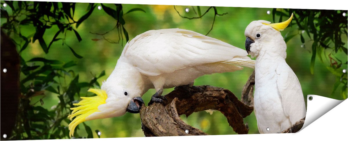 Gards Tuinposter Twee Witte Kaketoes in de Bomen - 180x60 cm - Tuindoek - Tuindecoratie - Wanddecoratie buiten - Tuinschilderij Multikleur
