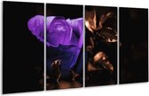 GroepArt - Glasschilderij - Roos - Paars, Bruin, Wit - 160x80cm 4Luik - Foto Op Glas - Geen Acrylglas Schilderij - 6000+ Glasschilderijen Collectie - Wanddecoratie