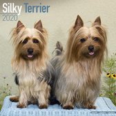Silky Terrier Calendar 2020