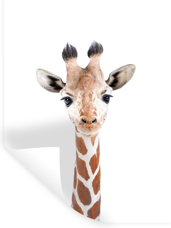 Stickers muraux - Film autocollant - Girafe - Animaux - Nature - Portrait - 60x80 cm - Film adhésif - Stickers muraux Chambre d'enfant - Papier peint autocollant - Papier peint autocollant - Film autocollant