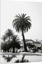 WallClassics - Acrylglas - Palmbomen in Amerikaanse Buurt (Zwart- wit) - 100x150 cm Foto op Acrylglas (Met Ophangsysteem)