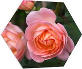 PVC Schuimplaat Hexagon - Roze Rozen aan Struik - 80x69.6 cm Foto op Hexagon (Met Ophangsysteem)