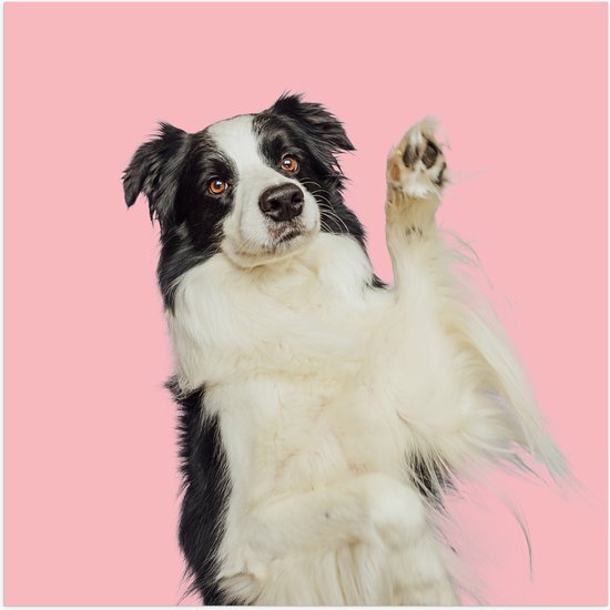Poster (Mat) - Zwaaiende Border Collie Hond tegen Roze Achtergrond - 80x80 cm Foto op Posterpapier met een Matte look