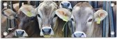 Tuinposter – Groep Koeien in het Binnenverblijf van Boederij - 60x20 cm Foto op Tuinposter (wanddecoratie voor buiten en binnen)