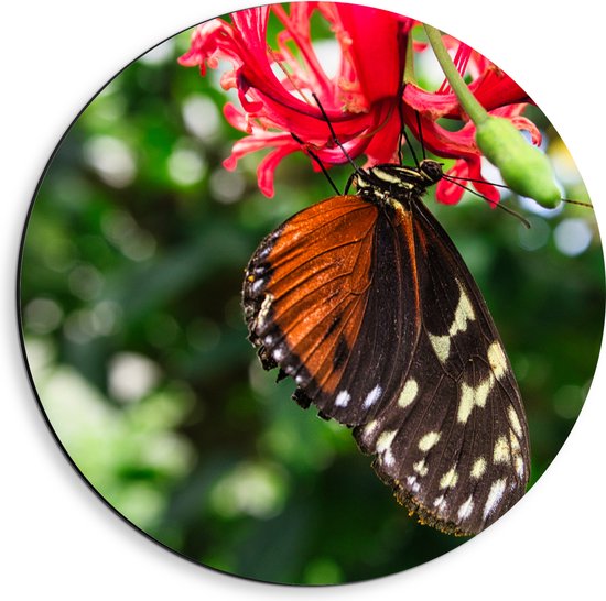 Dibond Muurcirkel - Bruin met Zwarte Vleugels van Vlinder op Rode Bloeiende Bloem - 40x40 cm Foto op Aluminium Muurcirkel (met ophangsysteem)