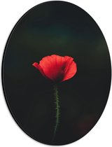 WallClassics - Dibond Ovaal - Rode Eenzame Bloem - 21x28 cm Foto op Ovaal (Met Ophangsysteem)