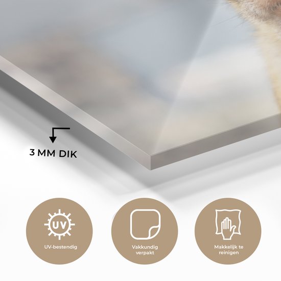 Portrait de macaque de barbarie Glas 60x40 cm - Tirage photo sur Glas (décoration murale en plexiglas)