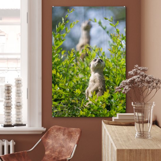 Peinture sur Verre - Buissons - Suricate - Animal - 80x120 cm - Peintures Plexiglas