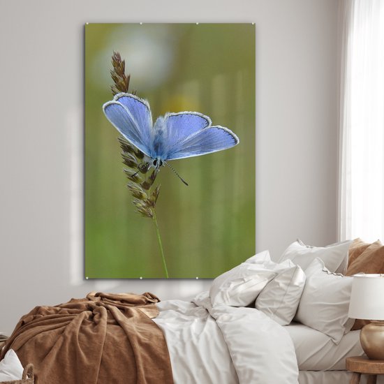 MuchoWow® Peinture sur verre - Papillon bleu sur une tige de maïs - 120x180 cm - Peintures sur verre acrylique - Photo sur Glas