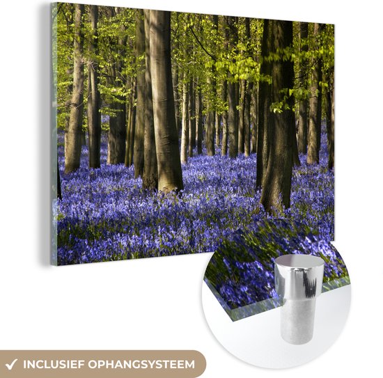 MuchoWow® Glasschilderij 120x80 cm - Schilderij acrylglas - Tussen de bomen liggen paarse bloemen van de sterhyacint - Foto op glas - Schilderijen