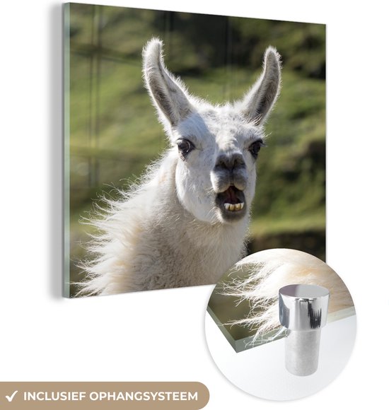 MuchoWow® Peinture sur verre 90x90 cm - Peinture sur verre - Lama - Drôle - Enfants - Garçons - Filles - Kids - Photo sur verre acrylique - Peintures