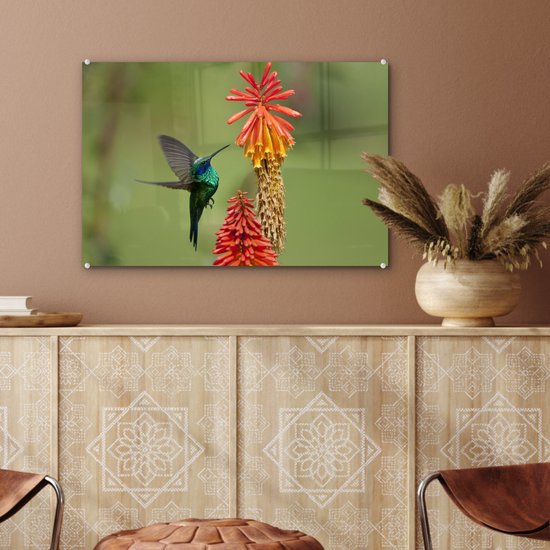 Colibri se nourrit d'une belle fleur en plexiglas 60x40 cm - Tirage photo sur Glas (décoration murale en plexiglas)